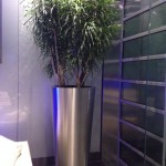 Interior Landscaping, Interior plants